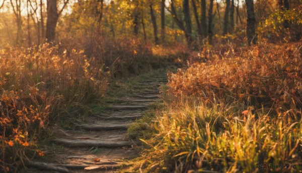 outdoors,day,blurry,tree,no humans,depth of field,leaf,sunlight,grass,plant,nature,scenery,forest,road,autumn leaves,river,autumn,path,orange theme