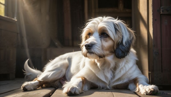The elegance of a dog in a ethereal day