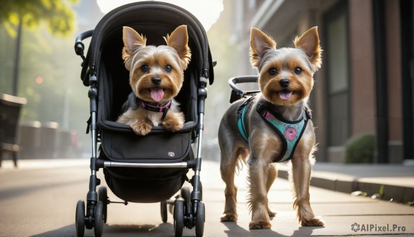 HQ,looking at viewer,open mouth,outdoors,day,tongue,tongue out,blurry,black eyes,collar,no humans,depth of field,blurry background,animal,dog,realistic,leash,road,animal focus,street,shiba inu,tree,chair,animal collar,wheelchair