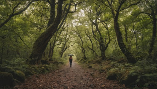 solo, 1boy, holding, outdoors, tree, umbrella, nature, scenery, forest, holding umbrella, road, green theme, path