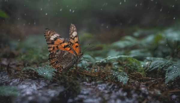 outdoors, wings, water, blurry, tree, no humans, depth of field, animal, bug, butterfly, nature, scenery, rain