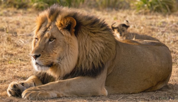 solo,brown eyes,closed mouth,full body,outdoors,lying,day,blurry,no humans,depth of field,blurry background,animal,grass,on stomach,realistic,animal focus,lion,looking at viewer,horns,signature,cat,on ground