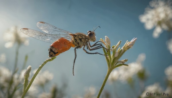 flower, outdoors, wings, sky, day, cloud, blurry, blue sky, no humans, depth of field, bug, flying, blurry foreground