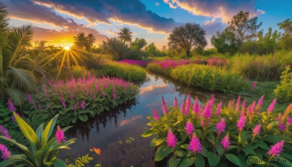 flower, outdoors, sky, cloud, water, tree, no humans, cloudy sky, grass, plant, nature, scenery, reflection, sunset, sun