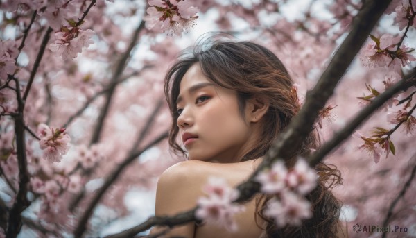 1girl, solo, long hair, looking at viewer, brown hair, upper body, flower, looking back, from behind, blurry, tree, lips, depth of field, cherry blossoms, realistic, nose, branch