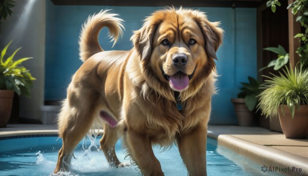 HQ,tongue,indoors,tongue out,water,wet,no humans,animal,plant,dog,realistic,potted plant,animal focus,bathtub,solo,looking at viewer,open mouth,brown eyes,jewelry,outdoors,necklace,fangs,pendant,pool