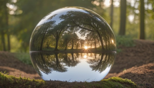 outdoors,day,blurry,tree,no humans,depth of field,blurry background,sunlight,grass,plant,nature,scenery,forest,reflection,road,bush,path