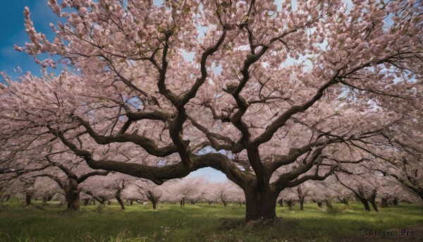 outdoors, sky, day, cloud, tree, blue sky, no humans, grass, cherry blossoms, scenery, field