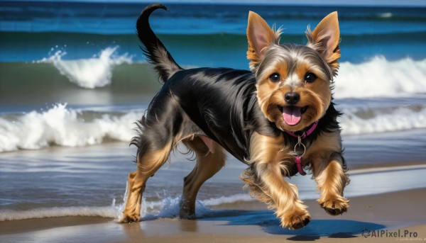 HQ,looking at viewer,open mouth,full body,outdoors,sky,day,tongue,artist name,cloud,signature,tongue out,water,black eyes,collar,no humans,ocean,animal,beach,running,dog,realistic,leash,sand,animal focus,waves,shiba inu,solo,standing,blurry,shadow,fangs,watermark,web address,splashing,animal collar