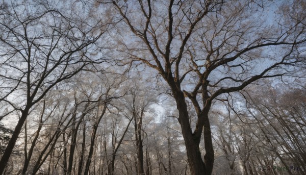 outdoors,sky,day,cloud,tree,blue sky,no humans,traditional media,cloudy sky,grass,nature,scenery,forest,bare tree,landscape