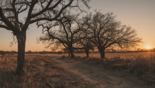 outdoors,sky,cloud,signature,tree,no humans,grass,nature,scenery,sunset,sun,road,bare tree,landscape,gradient sky,orange sky,path,water,sunlight,plant,forest,horizon,field