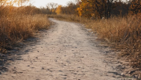 outdoors,day,water,blurry,tree,no humans,depth of field,grass,nature,scenery,forest,realistic,road,autumn leaves,autumn,sunlight,sunset,field,path