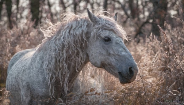 outdoors,blurry,from side,tree,no humans,depth of field,blurry background,animal,realistic,animal focus,horse,bare tree,solo,long hair,signature,nature,branch