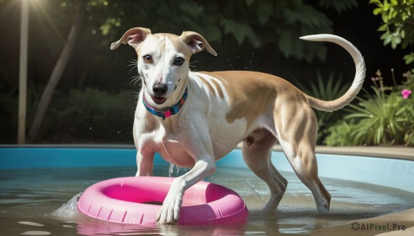 HQ,solo,looking at viewer,flower,outdoors,day,water,blurry,collar,wet,no humans,animal,sunlight,plant,innertube,dog,light rays,realistic,pool,animal focus,poolside,open mouth,brown eyes,standing,full body,tongue,tree,bush,animal collar