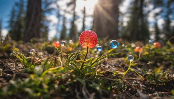 flower, outdoors, sky, day, blurry, no humans, depth of field, sunlight, scenery