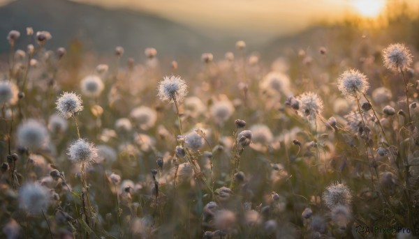 flower, outdoors, sky, blurry, no humans, depth of field, scenery, realistic, field, flower field, daisy, dandelion