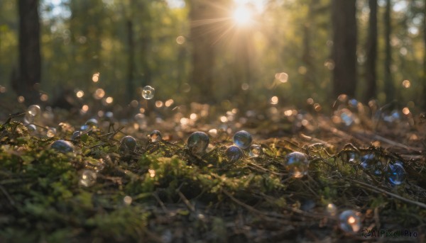 outdoors, blurry, tree, no humans, depth of field, sunlight, nature, scenery, lens flare, forest