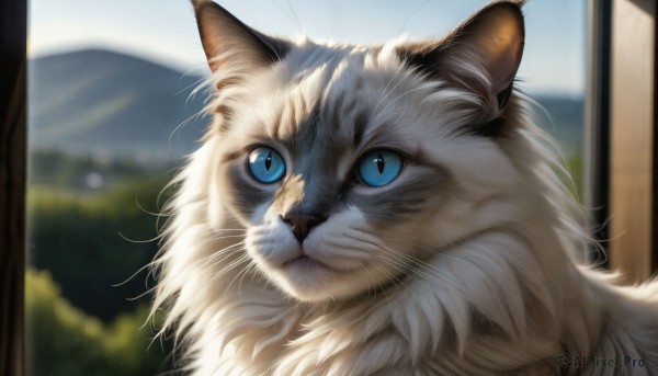 HQ,solo,blue eyes,closed mouth,outdoors,day,blurry,no humans,depth of field,blurry background,animal,cat,slit pupils,colored sclera,mountain,realistic,animal focus,whiskers,looking at viewer,sky,signature,close-up