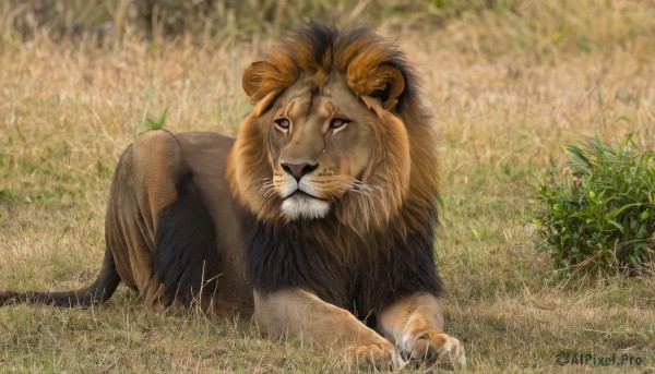 solo,looking at viewer,full body,outdoors,lying,day,signature,blurry,no humans,animal,fangs,grass,plant,claws,realistic,animal focus,lion