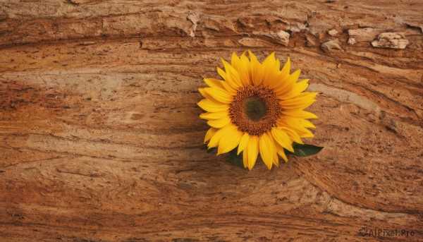 flower,outdoors,day,no humans,traditional media,scenery,rock,yellow flower,sunflower,road,field,still life,sand,desert