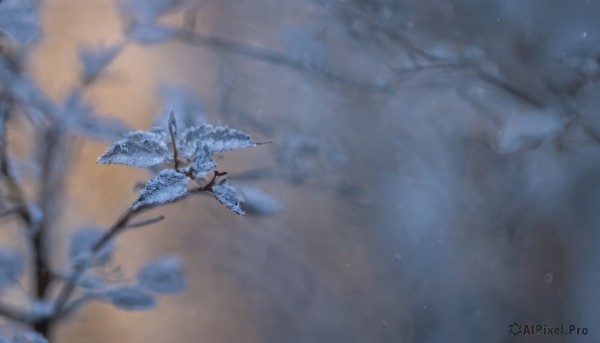 flower,outdoors,blurry,tree,no humans,depth of field,blurry background,leaf,from above,scenery,snow,snowing,branch,still life,solo,wings,dragon