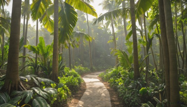 outdoors,day,tree,no humans,shadow,leaf,sunlight,plant,nature,scenery,forest,palm tree,bush,shade,dappled sunlight,tree shade,grass,road,path