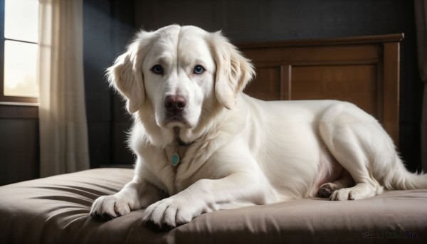 HQ,solo,blue eyes,jewelry,lying,indoors,necklace,no humans,window,bed,bed sheet,animal,on bed,sunlight,on stomach,curtains,pendant,dog,realistic,animal focus,looking at viewer,tongue,tongue out,collar