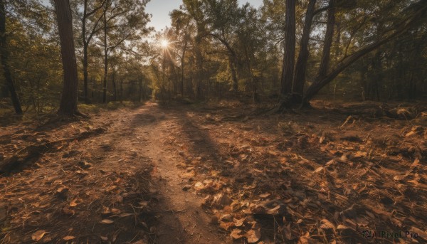 outdoors,sky,day,tree,no humans,leaf,sunlight,grass,nature,scenery,forest,road,autumn leaves,autumn,landscape,path,cloud,blue sky,sunset,sun,orange theme