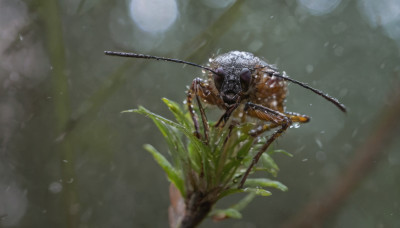 outdoors, signature, blurry, no humans, depth of field, leaf, moon, bug, realistic, antennae, branch