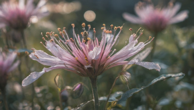 flower, outdoors, blurry, no humans, depth of field, blurry background, moon, full moon