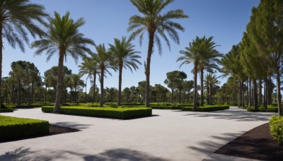 outdoors,sky,day,tree,blue sky,no humans,shadow,grass,plant,nature,scenery,forest,palm tree,road,bush,shade,cloud