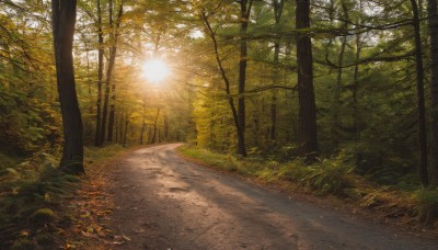 outdoors,day,tree,dutch angle,no humans,leaf,sunlight,grass,plant,nature,scenery,forest,light rays,road,path,sunset,sun,bush,autumn,landscape