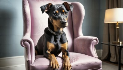 HQ,solo,looking at viewer,brown eyes,sitting,indoors,collar,no humans,animal,chair,table,curtains,couch,dog,realistic,lamp,candle,animal focus,armchair,tongue,tongue out,animal collar