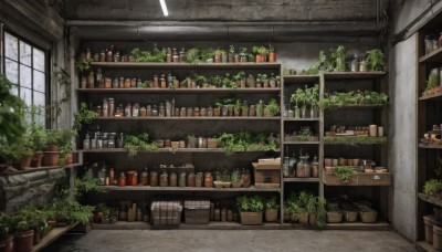 food,day,indoors,tree,cup,no humans,window,bottle,plant,scenery,glass,potted plant,brick wall,shelf,wine bottle,jar,barrel,plate,tiles,kitchen,ceiling,ceiling light