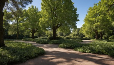 outdoors,sky,day,cloud,tree,blue sky,no humans,shadow,sunlight,grass,nature,scenery,forest,road,bush,path,plant