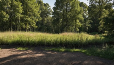 outdoors,sky,day,cloud,tree,blue sky,no humans,shadow,sunlight,grass,plant,nature,scenery,forest,road,bush,path,realistic