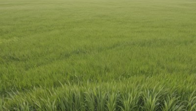 flower,outdoors,day,no humans,traditional media,grass,nature,scenery,field,green theme,plant