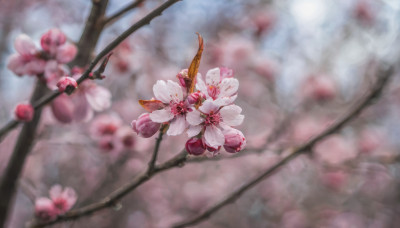 flower, outdoors, day, blurry, tree, no humans, depth of field, blurry background, cherry blossoms, scenery, pink flower, branch, still life, spring (season)