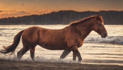 solo,outdoors,sky,water,blurry,from side,no humans,animal,nature,snow,sunset,running,realistic,animal focus,horse,boar,cloud,signature,ocean,beach,mountain,sand,splashing