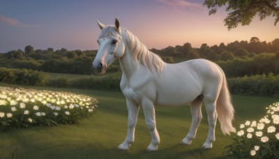 solo,standing,full body,flower,outdoors,sky,cloud,tree,no humans,animal,grass,white flower,nature,scenery,sunset,realistic,field,animal focus,horse,twilight,gradient sky,forest,flower field,evening,hill