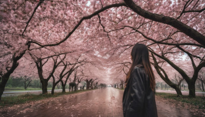 1girl, solo, long hair, brown hair, jacket, outdoors, day, from behind, tree, dutch angle, grass, cherry blossoms, scenery, hands in pockets, facing away, road, street, path