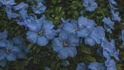 flower,outdoors,blurry,no humans,depth of field,blurry background,leaf,plant,scenery,blue flower,still life,hydrangea