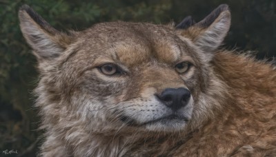 solo,looking at viewer,brown eyes,closed mouth,outdoors,artist name,signature,blurry,no humans,blurry background,animal,cat,portrait,realistic,animal focus,close-up