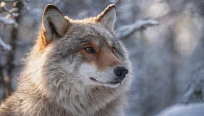 solo, looking at viewer, closed mouth, outdoors, blurry, no humans, depth of field, blurry background, animal, snow, realistic, animal focus, wolf