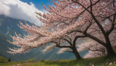 flower, outdoors, sky, day, cloud, tree, blue sky, no humans, grass, cherry blossoms, nature, scenery, landscape