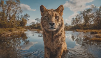 solo,looking at viewer,brown eyes,outdoors,sky,day,cloud,water,tree,blue sky,no humans,animal,cat,cloudy sky,nature,scenery,reflection,realistic,animal focus,ripples,reflective water,forest,lake