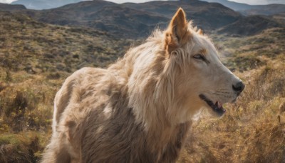 solo,outdoors,sky,day,tongue,signature,from side,no humans,animal,fangs,grass,nature,scenery,dog,mountain,realistic,field,animal focus,wolf,open mouth