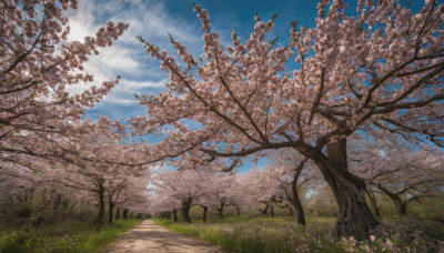 outdoors, sky, day, cloud, tree, blue sky, no humans, grass, cherry blossoms, scenery, road, field, path