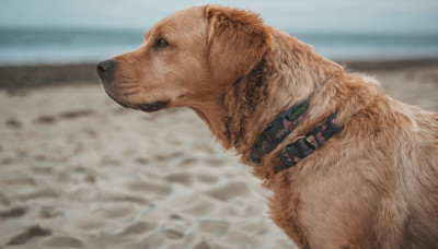 outdoors, day, blurry, no humans, ocean, animal, beach, dog, realistic, animal focus