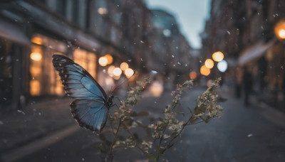 flower, outdoors, blurry, no humans, night, depth of field, blurry background, bug, plant, building, butterfly, scenery, lantern, branch, road, street, blue butterfly